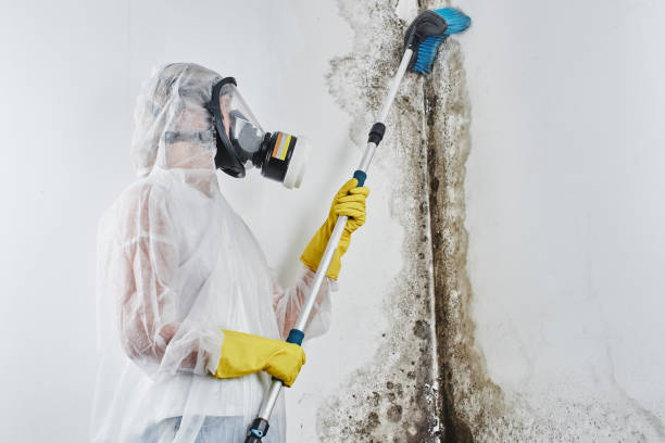 Best Insurance-Related Mold Remediation in Cullowhee, NC