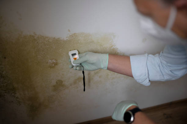 Best Emergency Mold Remediation in Cullowhee, NC