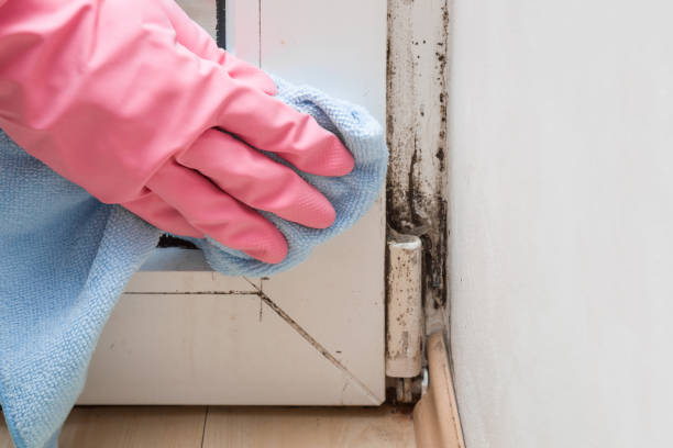 Best Mold Remediation for Specific Building Types in Cullowhee, NC